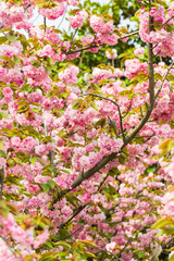 Amazing sakura blossom in Asia. Tender pink double sakura flowers on the branches. Trees in bloom. Natural floral background. Trees strewn with cherry blossoms