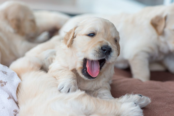 Golden retriever puppy playing with his siblings and having fun. Mouth open, tongue out. Close up.