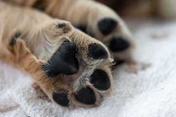 Close up puppy dog paws on a white cozy blanket. Macro of brown dog paws. - obrazy, fototapety, plakaty