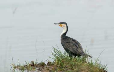 White breasted Cormorant on the baks of Lake Nakuru in Kenya, Africa