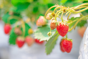 Closeup ripe red Strawberries are hanging on tree in the fruits garden