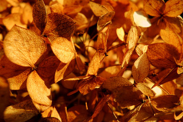 Dry textured hydrangea petals in the autumn garden, close-up. Dried flowers. Gold, yellow background. Atmospheric moment. Creative image. Place for text. Selective focus