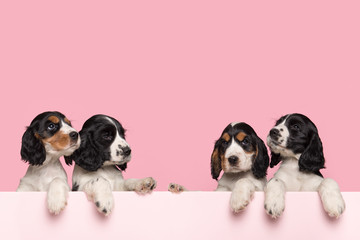 Four cute Cocker Spaniel puppies hanging over the border of a pastel pink box on a pink background with space for copy