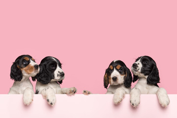 Four cute Cocker Spaniel puppies hanging over the border of a pastel pink box on a pink background...