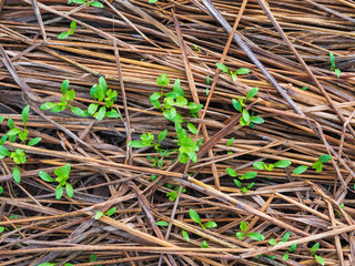 Little green plant growing from dry brown straw stack as natural texture background. Organic agriculture.