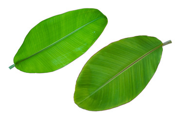 banana leaf on white background.