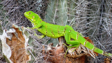Close-up of big lizard resting watchful