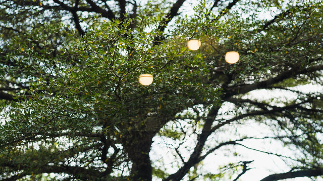 Lamp reflex on Terminalia ivorensis