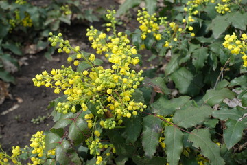 Closed buds and opened yellow flowers of Mahonia aquifolium in April
