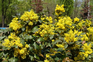 Florescence of Mahonia aquifolium bush in April