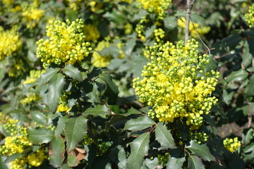 Many yellow flowers and buds of Mahonia aquifolium in April