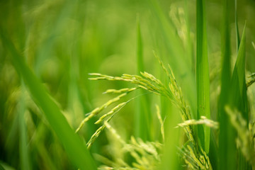 Paddy rice in the rice field meadow