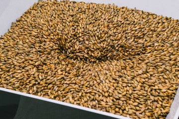 Malt seeds close-up. Barley malt in a grinding container. Making beer.