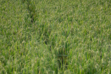 Paddy rice in the rice field meadow