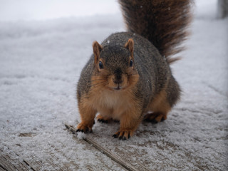 Curious squirrel on rustic balcony on snowy day #4
