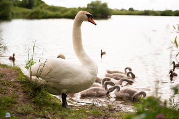 Beautiful white swan on the lake. With little chicks.