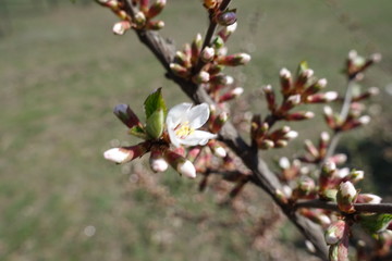 Buds and opening flower of prunus tomentosa in April