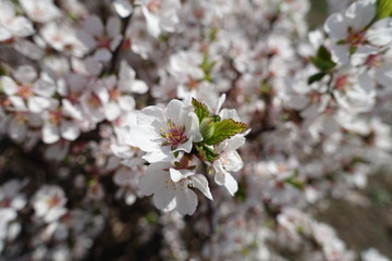 Bunch of white flowers of prunus tomentosa in April