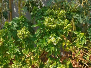 green leaves of a tree in spring