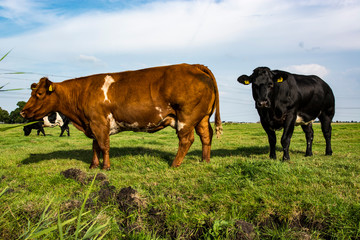 cows in a field, Ecological footprint