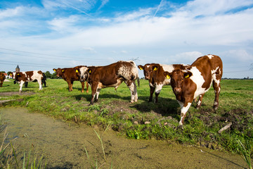 Fototapeta na wymiar herd of cows on pasture, footprint, Ecological footprint