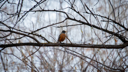 bird on branch