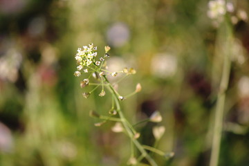 Particolare di gemme su un ramo