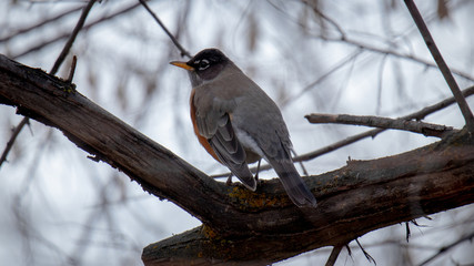 bird on branch
