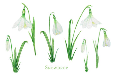 Fototapeta na wymiar White Snowdrop spring easter flowers with Fresh green leafs set. Delicate Snowdrops first flower the spring symbols. Hand painted Watercolor illustration isolated on whhite background. Spring concept.