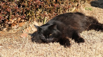 黒猫　小春日和　まったり　ノラ猫　公園