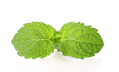 Fresh green mint isolated on white background