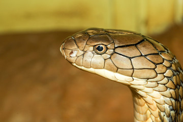 Close up head king cobra is dangerous snake at garden thailand