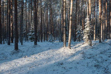 white, winter forest on a sunny day