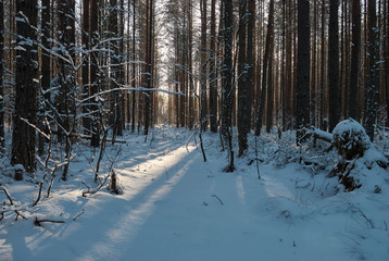 white, winter forest on a sunny day
