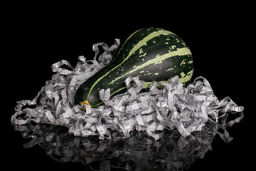 One whole beautiful decorative gourd with gray crepe paper isolated on black glass