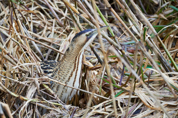 Rohrdommel (Botaurus stellaris) gut im Schilf getarnt
