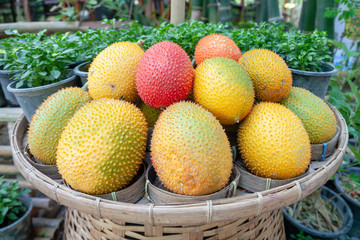 Momordica cochinchinensis, Fresh baby jackfruit freshly collected from the farm.
