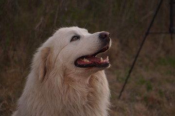 Perros corriendo en el campo