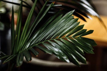 close up of Leaf houseplants in the living room. selective focus