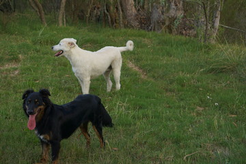 Perros corriendo en el campo