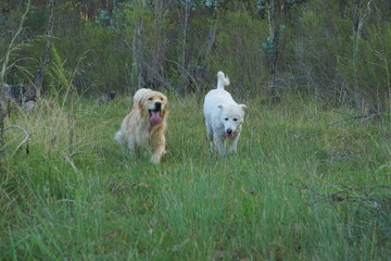 Perros corriendo en el campo