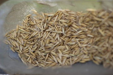 spring wheat grain macro with blurred background