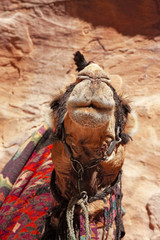 Some Bedouin camels in the panorama of rocky mountain