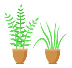 Potted plants in pots. Isolated on a white background. Flat design. Vector illustration.
