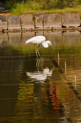 Great White Egret (Ardea Alba) fishing