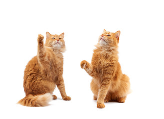 Cute adult fluffy red cat sitting and raised its front paws up, imitation of holding any object