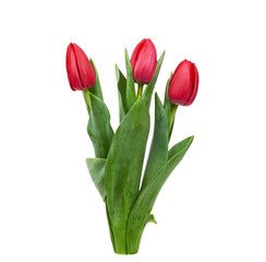 three blooming red tulips with green leaves and stem isolated on white background, spring flowers