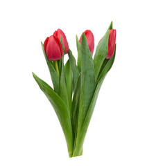 blooming red tulips with green leaves and stem isolated on white background
