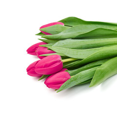 blooming red tulips with green leaves and stem isolated on white background