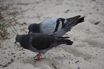 Pigeon on Beach